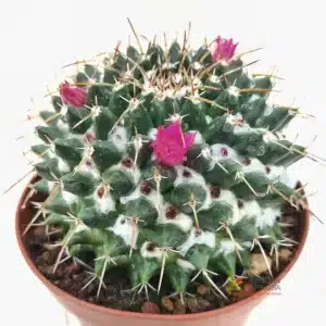 Mammillaria Compressa