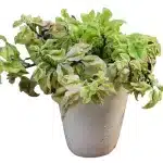 Euphorbia Tithymaloides with Curly Pink Leaves Online