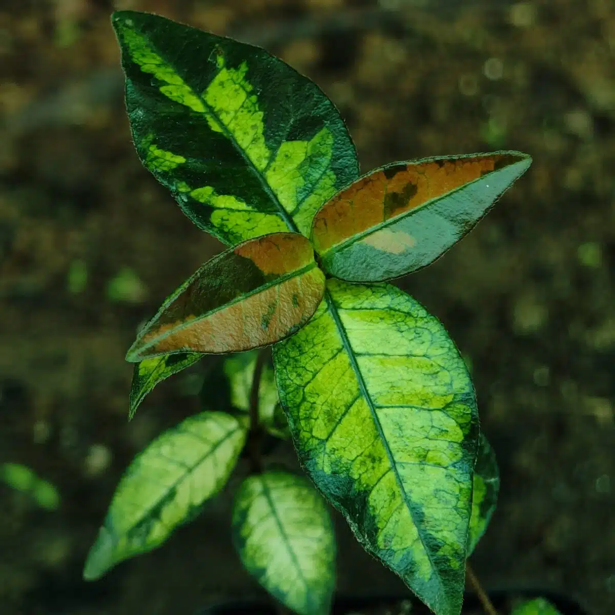 Asiatic Jasmine 'Summer Sunset' - Image 6