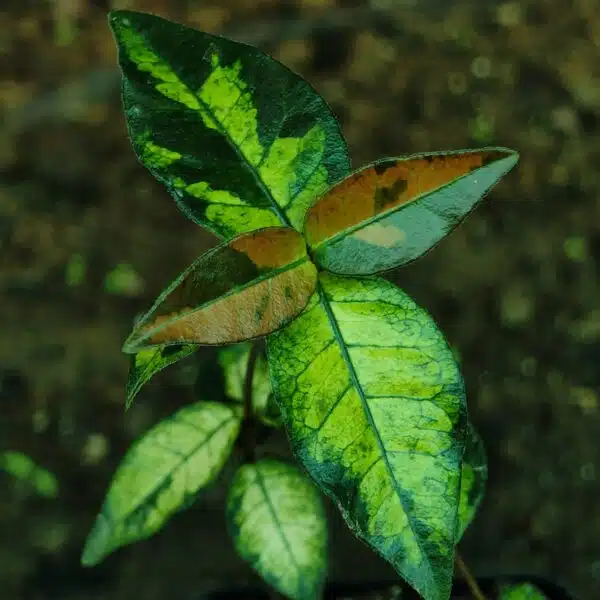 Asiatic Jasmine 'Summer Sunset' - Image 6