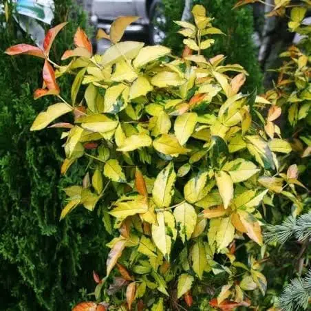 Asiatic Jasmine 'Summer Sunset' - Image 12