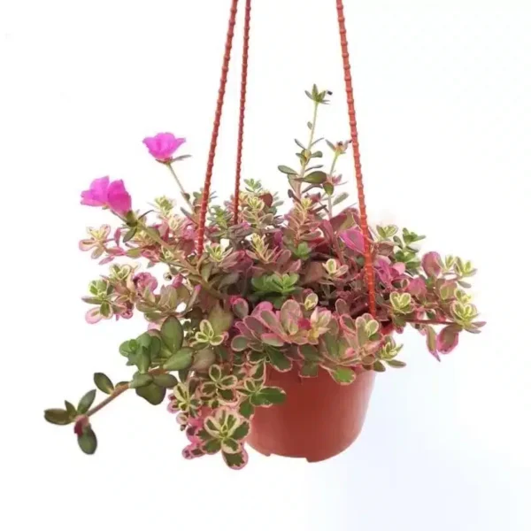 Portulaca Variegated Sunjewels: A Hardy Succulent Plant with Colorful Blooms and Variegated Foliage - Image 3