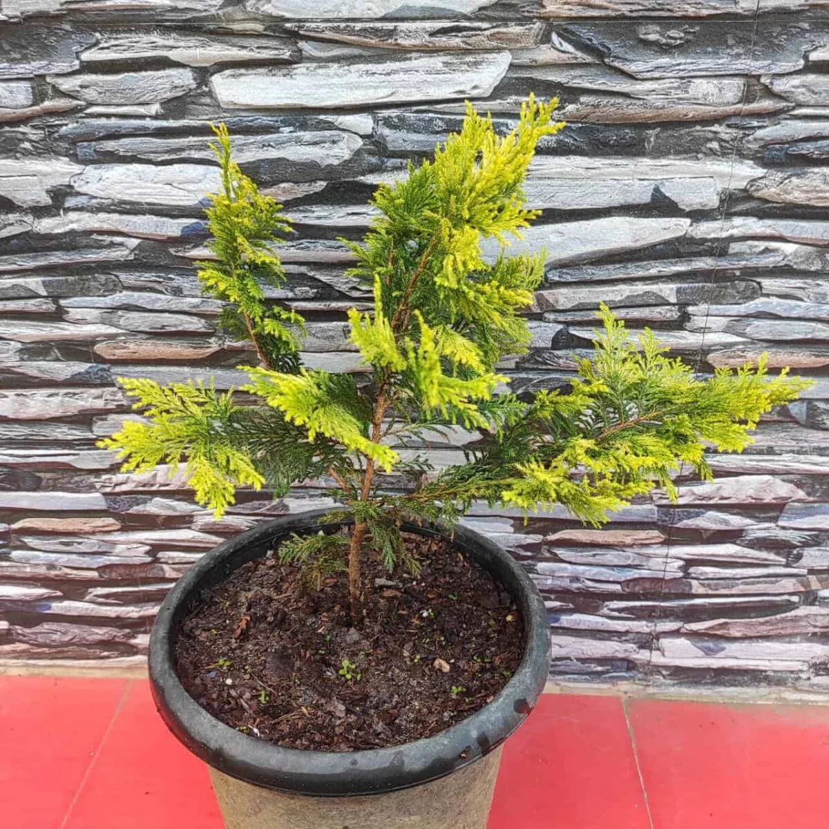 Buy Thuja Occidentalis "Europe Gold" - Stunning Evergreen Conifer - Image 2