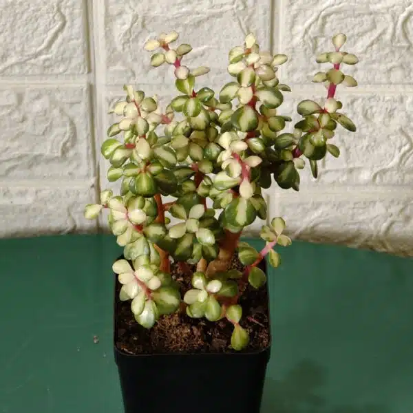 Rainbow Mini Jade Portulacaria Afra ‘Elephant Bush’(Medio picta) - Image 13