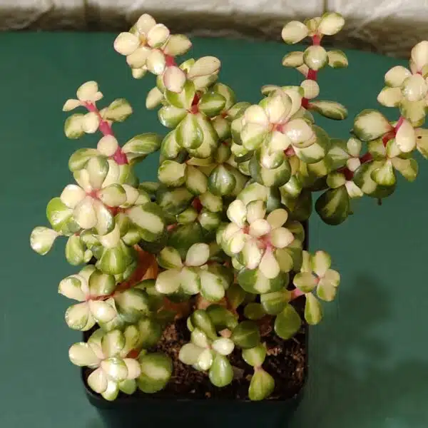 Rainbow Mini Jade Portulacaria Afra ‘Elephant Bush’(Medio picta) - Image 12