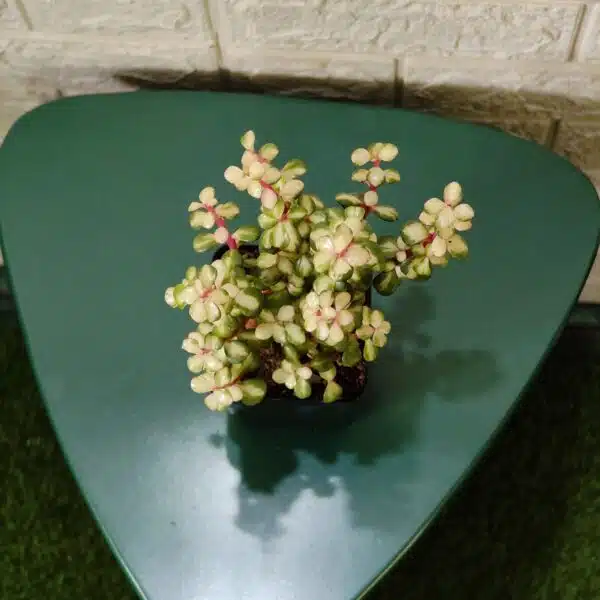 Rainbow Mini Jade Portulacaria Afra ‘Elephant Bush’(Medio picta) - Image 4