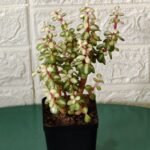 Rainbow Mini Jade Portulacaria Afra ‘Elephant Bush’(Medio picta)