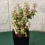 Rainbow Mini Jade Portulacaria Afra ‘Elephant Bush’(Medio picta)