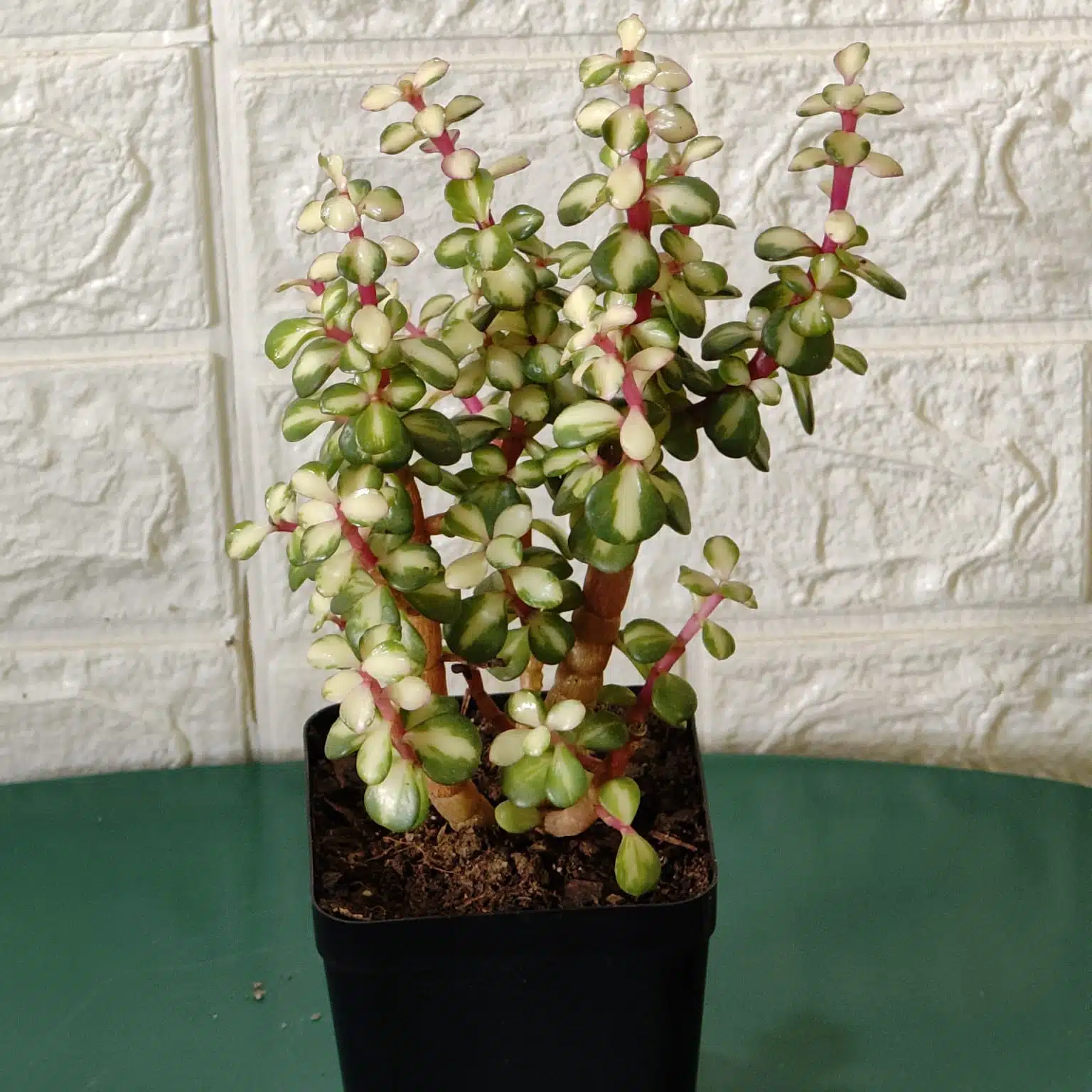 Rainbow Mini Jade Portulacaria Afra ‘Elephant Bush’(Medio picta) - Image 1