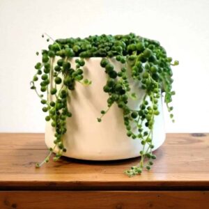 String of Pearls Green – Senecio Rowleyanus – Stunning Trailing Succulent
