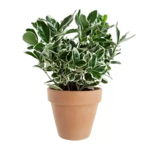 Euonymus Japonicus Kathy – Versatile Evergreen Shrub for Hedges and Containers