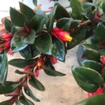 Nematanthus 'Tropicana' (Goldfish Plant) - Low-Maintenance Indoor/Outdoor Plant with Vibrant Orange Flowers