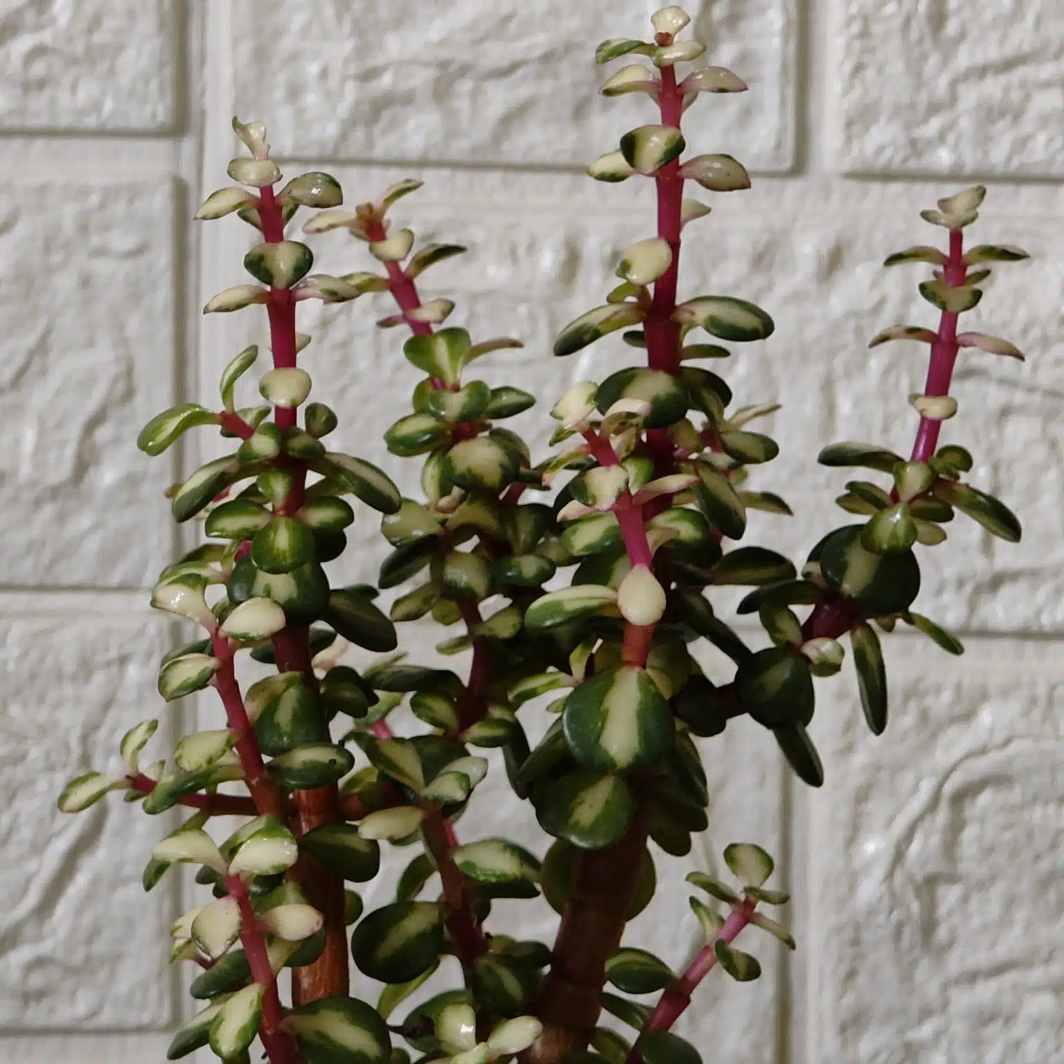Rainbow Mini Jade Portulacaria Afra ‘Elephant Bush’(Medio picta) - Image 6