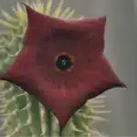 Buy Hoodia Ruschii Live Succulent Plant