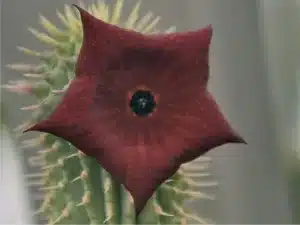 Buy Hoodia Ruschii Live Succulent Plant