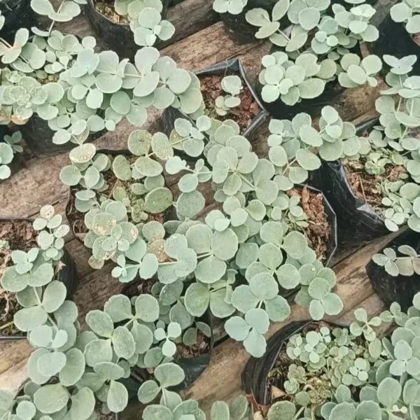 Sedun Hylotelephium Sieboldii (October Daphne) - Stunning Perennial Plant with Pink Flowers - Image 2