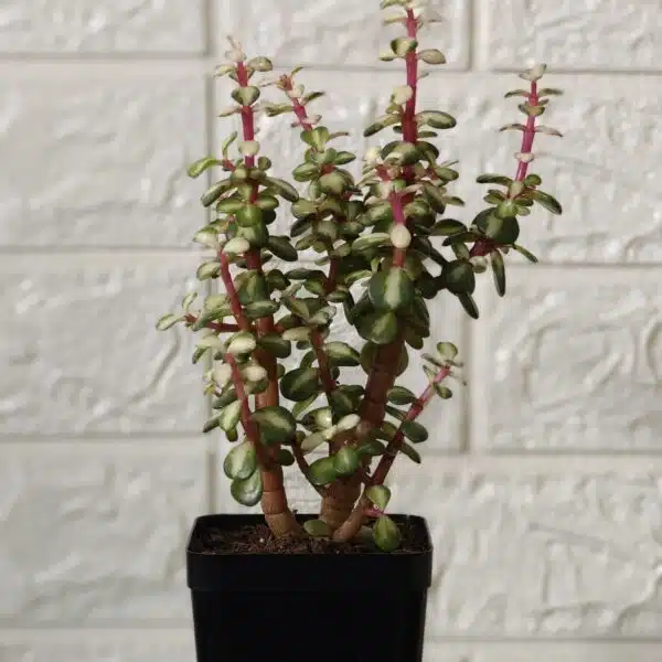 Rainbow Mini Jade Portulacaria Afra ‘Elephant Bush’(Medio picta) - Image 7