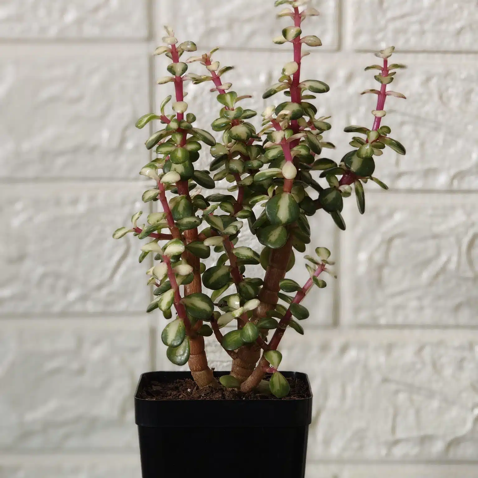 Rainbow Mini Jade Portulacaria Afra ‘Elephant Bush’(Medio picta) - Image 7