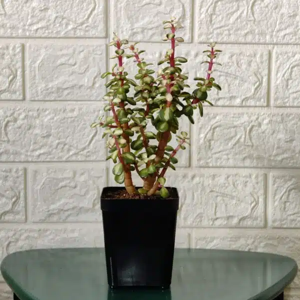 Rainbow Mini Jade Portulacaria Afra ‘Elephant Bush’(Medio picta) - Image 2