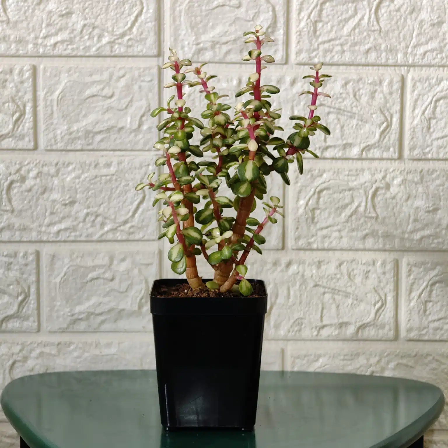 Rainbow Mini Jade Portulacaria Afra ‘Elephant Bush’(Medio picta) - Image 2