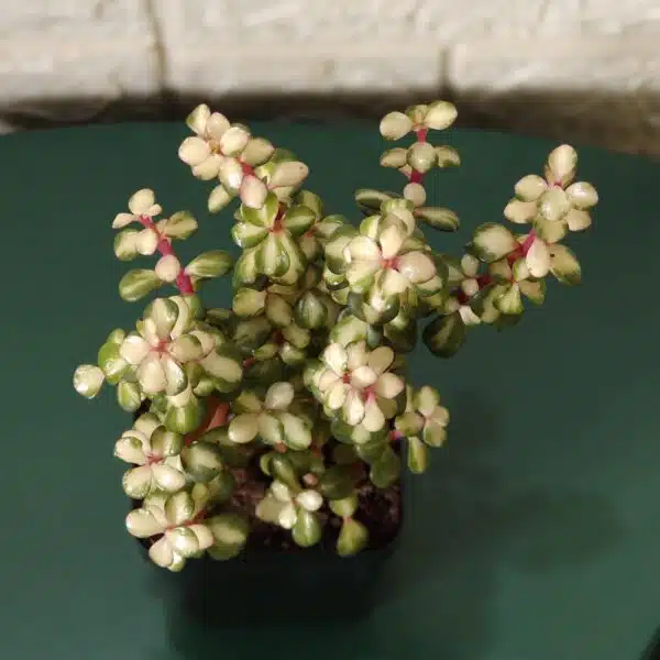 Rainbow Mini Jade Portulacaria Afra ‘Elephant Bush’(Medio picta) - Image 8