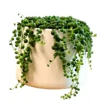 String of Pearls Green - Senecio Rowleyanus - Stunning Trailing Succulent