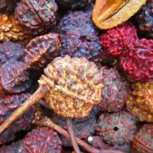 Rudraksha (Elaeocarpus Angustifolius) Plants Online – Sacred Trees for Spiritual Healing