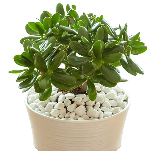 Kuberakshi Green (Crassula Ovata Green Jade) - Image 2