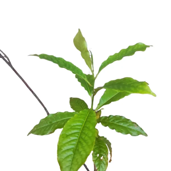 Rudraksha (Elaeocarpus Angustifolius) Plants Online - Sacred Trees for Spiritual Healing - Image 3