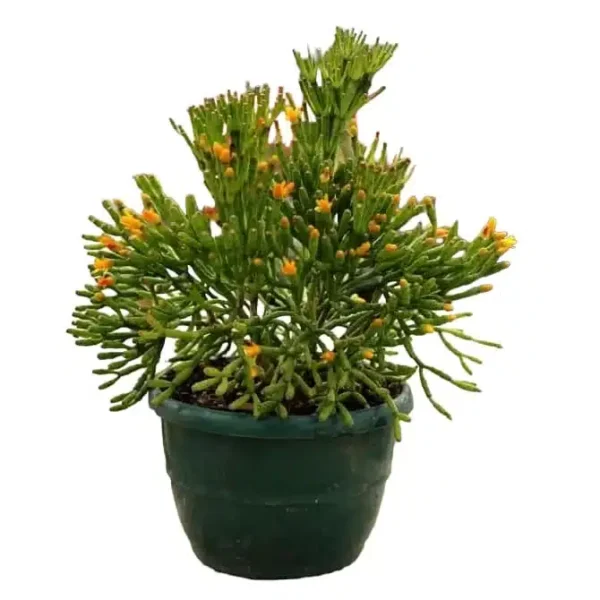 Buy Dancing Bones Cactus - Hatiora salicornioides - Unique and Captivating Plant