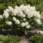 Tree Hydrangea (Hydrangea paniculata) - Stunning Flowering Shrub for Your Garden