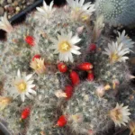 Shop the Stunning Mammillaria Prolifera subsp. Texana Cactus – Vibrant Green and Blooms Beautiful Flowers!