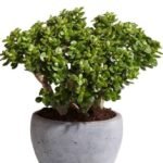 Kuberakshi Green plant