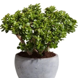 Kuberakshi Green (Crassula Ovata Green Jade)
