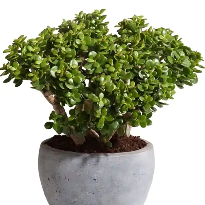 a0a409a8-7ddd-4ffc-96f6-9692bf85c3c1 Kuberakshi Green (Crassula Ovata Green Jade) - Image 1
