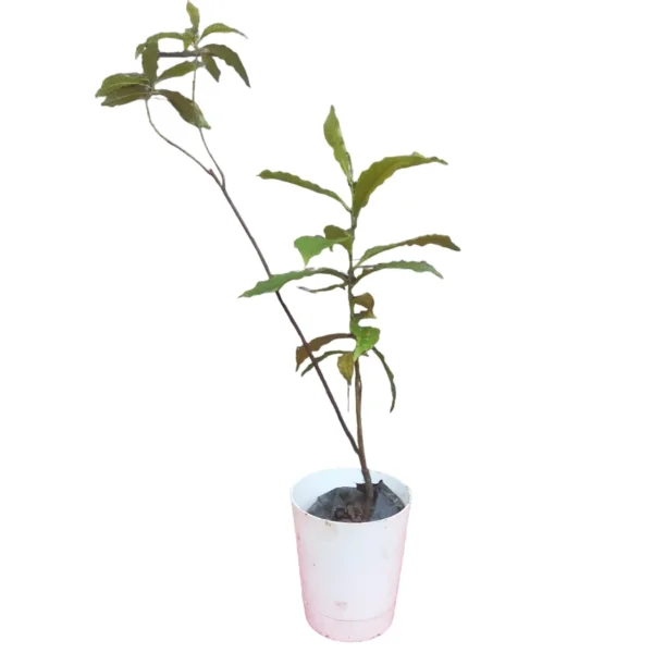 Rudraksha (Elaeocarpus Angustifolius) Plants Online - Sacred Trees for Spiritual Healing - Image 2