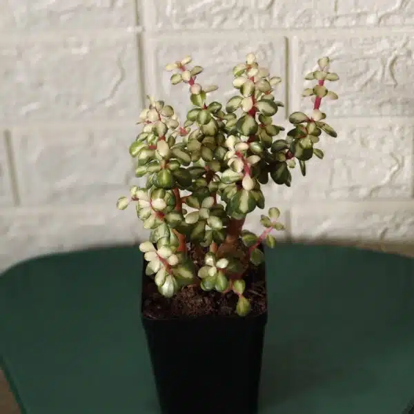 Rainbow Mini Jade Portulacaria Afra ‘Elephant Bush’(Medio picta) - Image 11