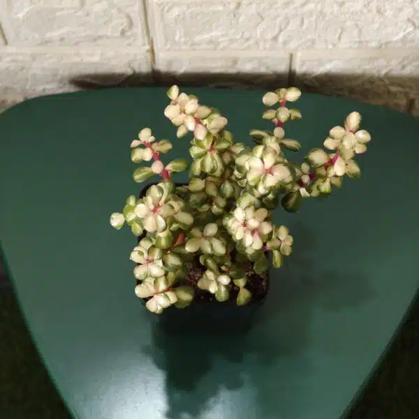 Rainbow Mini Jade Portulacaria Afra ‘Elephant Bush’(Medio picta) - Image 9