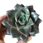Buy Echeveria Purpusorum - Stunning Succulent for Indoor and Outdoor Gardens