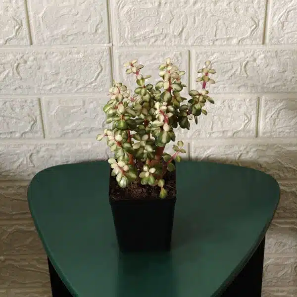 Rainbow Mini Jade Portulacaria Afra ‘Elephant Bush’(Medio picta) - Image 10