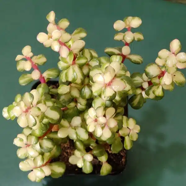 Rainbow Mini Jade Portulacaria Afra ‘Elephant Bush’(Medio picta) - Image 3