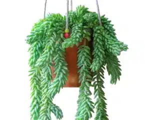 Buy Sedum Morganianum (Donkey’s Tail) – Unique Trailing Succulent
