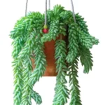 Buy Sedum Morganianum plant
