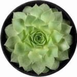 Lakshmi Kamal (Sempervivum Green Wheel) - Stunning Succulent Plant