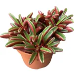 Ruby Glow Peperomia - Stunning Houseplant with Vibrant Red Leaves