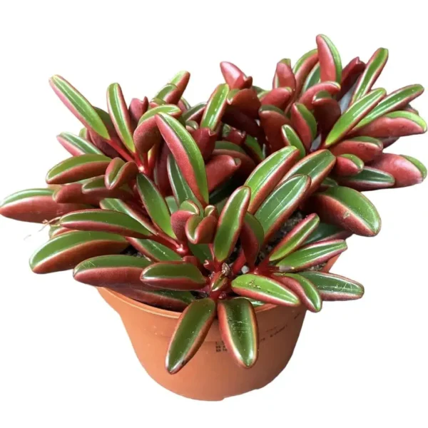 Ruby Glow Peperomia - Stunning Houseplant with Vibrant Red Leaves
