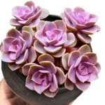 Echeveria 'Perle von Nurnberg' - Stunning Lavender-Grey Succulent