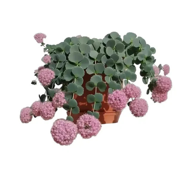 Sedun Hylotelephium Sieboldii (October Daphne) - Stunning Perennial Plant with Pink Flowers