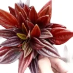 Peperomia Caperata “Rosso Tanaman” plant