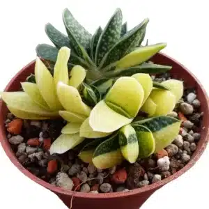 Gasteria Minima f. variegata – Stunning Variegated Succulent with Triangular Leaves